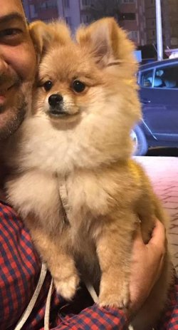 Adana Pomeranian Spitz Yetişkin Erkek 2