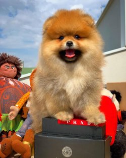 Orjinal Renk Safkan Boo Pomeranian Teddybear 3