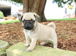 A KALİTE PUG MOPS YAVRULARI 3