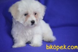 Maltese Terrier Yavruları 1