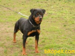 ROTTWEİLER YAVRULAR 2