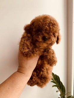 TOY POODLE RED VE APRİCOT XS  YAVRULAR 1