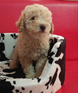 SAHİBİN DEN TOY POODLE YAVRULARI 5