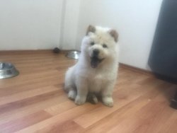 Satılık Safkan Chow Chow Çin Aslanı Yavrularımız 3