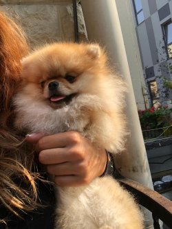 Secereli Dişi Pomeranian Bo 2