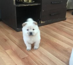 Irk Ve Sağlık Garantili Chow Chow Çi̇n Aslanı Yavruları 1