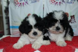 Shih Tzu Yavrumuz 3