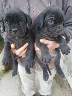 Irk Garantili Fawn Ve Siyah Cane Corso Yavrular 2