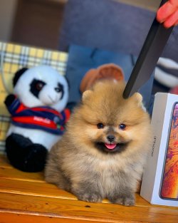 Yeni Gelen Orijinal Renk Teacup Yavrularımızdan 2
