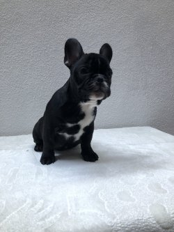 Fcı A Class Secereli Belgeli Show Kalite French Bulldog Yavruları 2 2