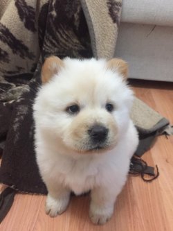 Satılık Chow Chow Yavruları 3