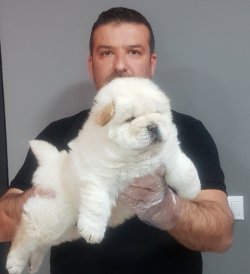 Türki̇ye'ni̇n En Özel Chow Chow Yavrusu 1