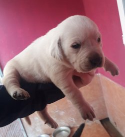 Muhteşem Labrador Yavruları 1
