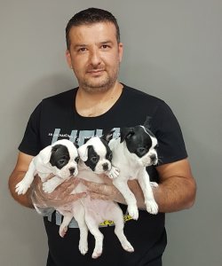 French Bulldog Yavrular 1