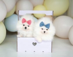 Kar Beyaz Boo Pomeranian Yavrular 1