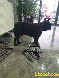 French Buldog 23 Aylık Erkek 3