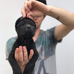 Cane Corso Yavruları 1