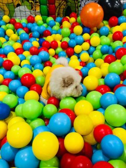 Renk Renk Chow Chow Yavrulari 3
