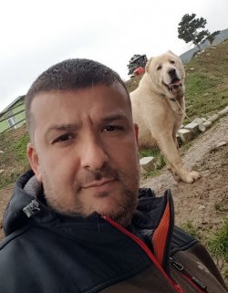 Satılık Dev Alabay Yavruları 1