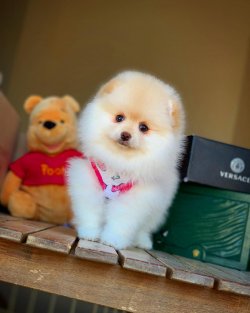 Güncel Dişi Pomeranianboo Yavrularımızdan 3