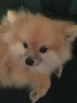 9 AYLIK AŞILARI TAM BOO 3