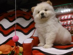 CHOW CHOW YAVRULARIMIZ 3