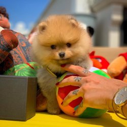 Ab Pasaport Karneli Safkan Pomeranian Boo 1