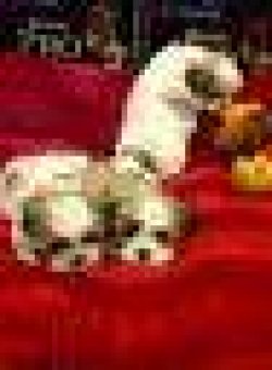 SATİLİK SHIH TZU YAVRULARI 3