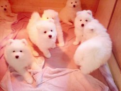 PAMUK GİBİ SAMOYED YAVRULARI 3