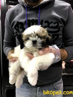 Shih Tzu Yavrularımız 1