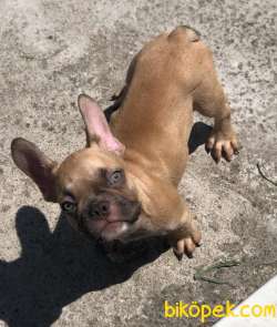 Fawn Erkek French Bulldog Yavrular 3