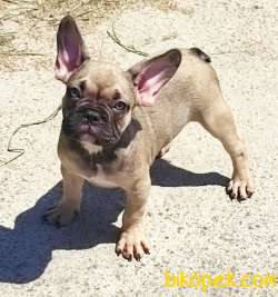 Fawn Erkek French Bulldog Yavrular 2