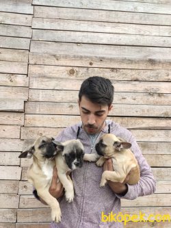 Fawn French Bulldog 3