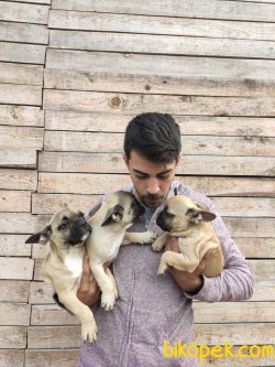 Fawn French Bulldog 4