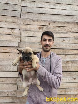Fawn French Bulldog 1