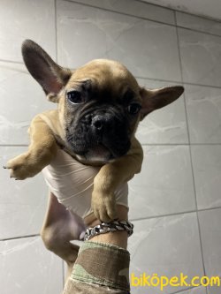 FAWN FRENCH BULLDOG 2