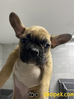 FAWN FRENCH BULLDOG 1