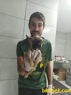 Fawn French Bulldog 1