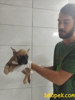 Fawn French Bulldog 3