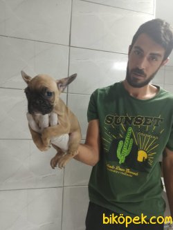 Fawn French Bulldog 4