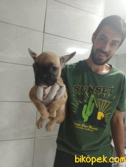 Fawn French Bulldog 2