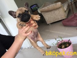 Fawn French Bulldog 3