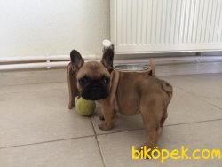 Fawn French Bulldog 2