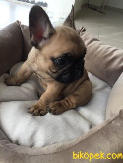 Fawn French Bulldog 1