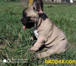 Fawn French Bulldog Bebeklerimiz Özel Chipli 4