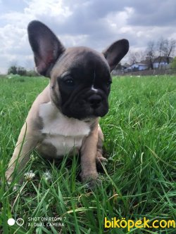 Fawn French Bulldog Bebeklerimiz Özel Chipli 3