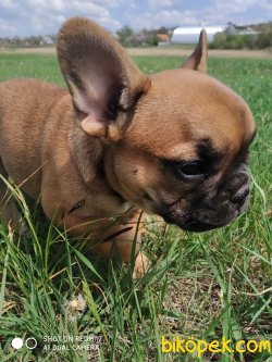 Fawn French Bulldog Bebeklerimiz Özel Chipli 2