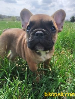 Fawn French Bulldog Bebeklerimiz Özel Chipli 1