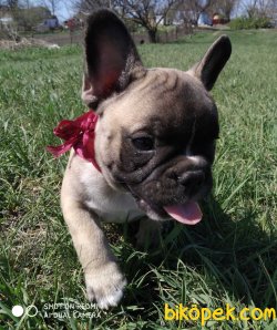Fawn French Bulldog Bebeklerimiz Özel Chipli 5