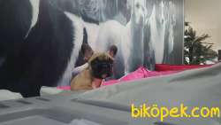 FAWN FRENCH BULLDOG YAVRULARI 3